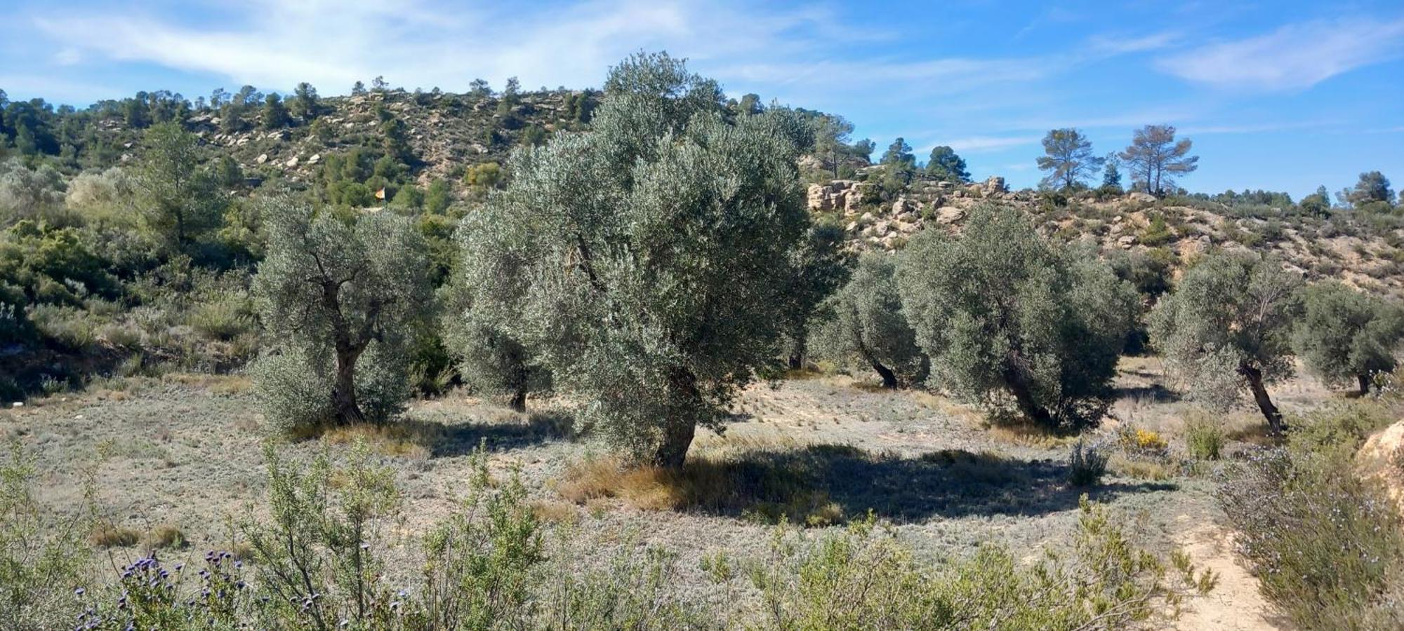 Caravan La Vida Rustica Campsite Maella